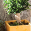 Κασπώ LINEA NATURA Νο560